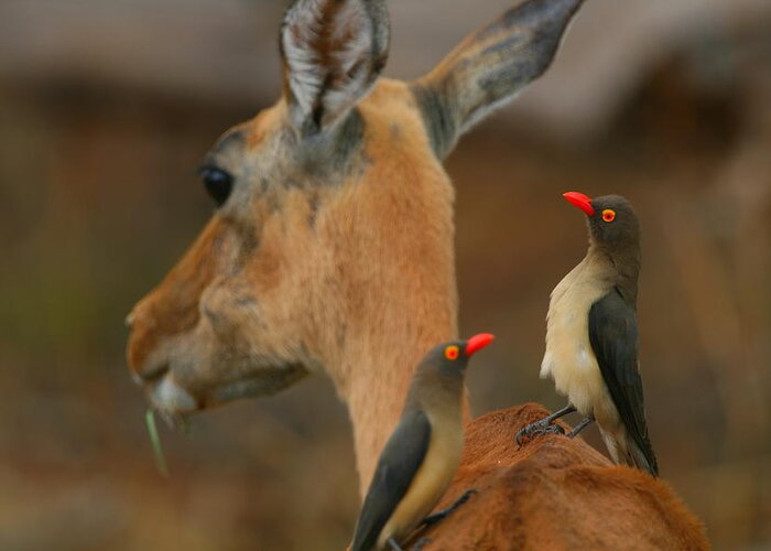 Oxpecker Greeting Card featuring the photograph Oxpeckers on Impala by Bruce J Robinson