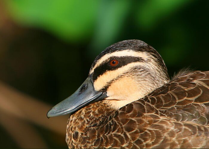 Duck Greeting Card featuring the photograph Pacific Black Duck Portrait by Bruce J Robinson