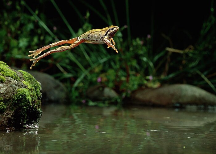 00640116 Greeting Card featuring the photograph Pacific Chorus Frog Jumping by Michael Durham