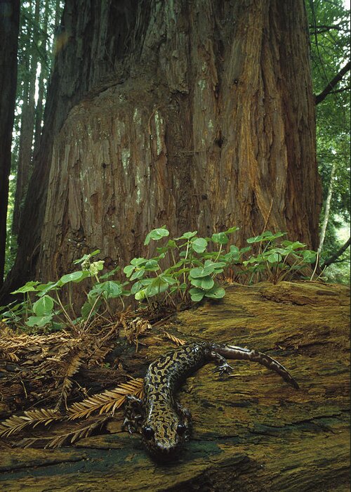 Feb0514 Greeting Card featuring the photograph Pacific Giant Salamander In Redwoods by Larry Minden