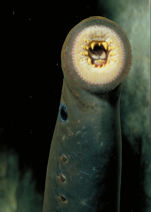 Animal Greeting Card featuring the photograph Pacific Lamprey by Rondi Church