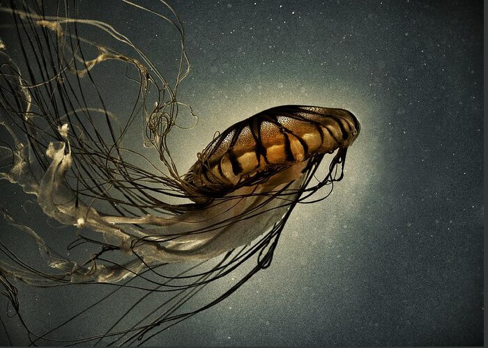 Pacific Sea Nettle Greeting Card featuring the photograph Pacific Sea Nettle by Marianna Mills