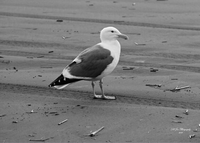 Ocean Greeting Card featuring the photograph Pacific Seagull In Black and White by Jeanette C Landstrom