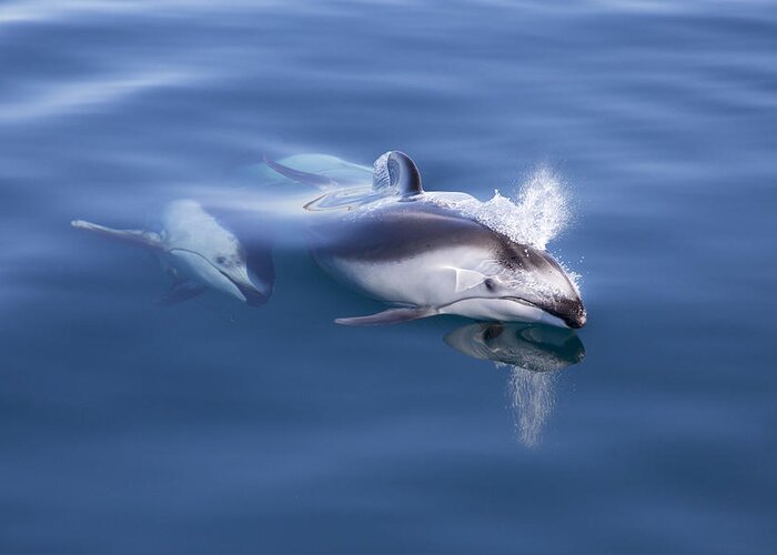 534186 Greeting Card featuring the photograph Pacific White-sided Dolphins Surfacing by Richard Herrmann