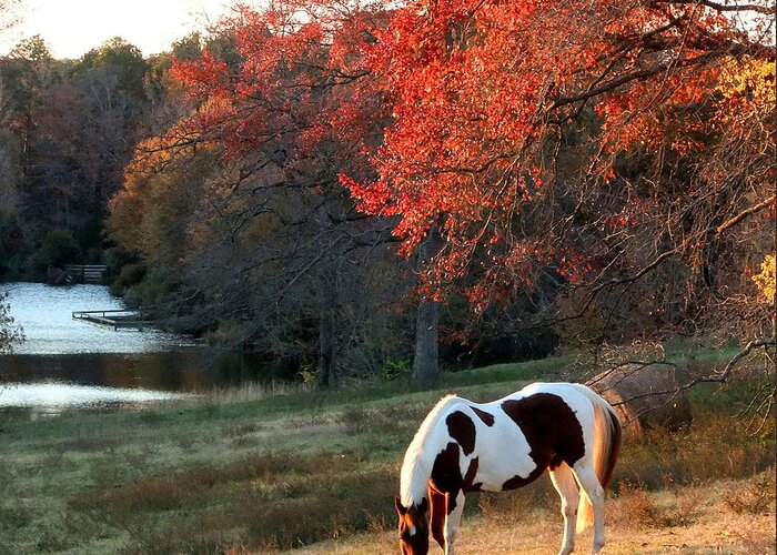 Paint Greeting Card featuring the photograph Paint horse in the Fall by Phil And Karen Rispin