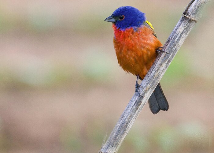  Bunting Greeting Card featuring the photograph Painted Bunting by Jim E Johnson