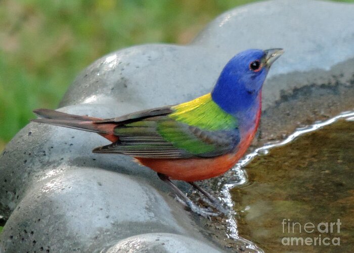 Variable Bunting Greeting Card featuring the photograph Painted Bunting by Jimmie Bartlett