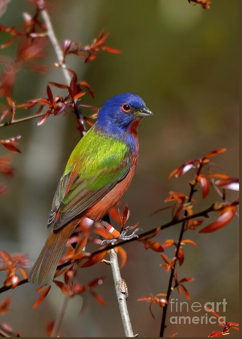 Painted Bunting Greeting Card featuring the photograph Painted Bunting - Male by Kathy Baccari