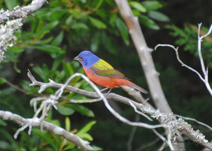 Painted Bunting Greeting Card featuring the photograph Painted Bunting out on a limb by Dan Williams