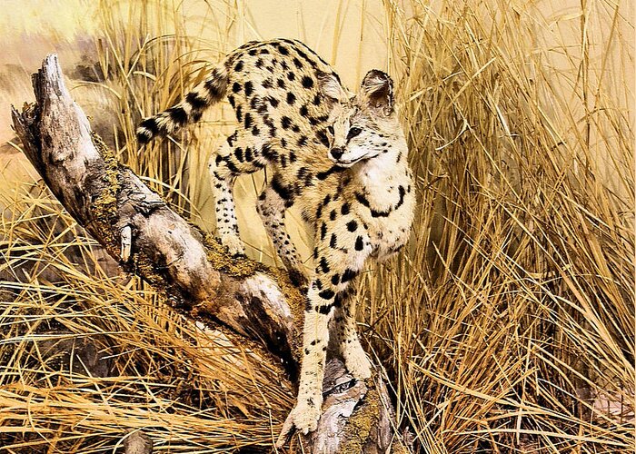 Cheetah Greeting Card featuring the photograph Painted Cheetah by Kristin Elmquist