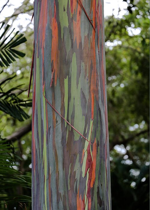 Sam Amato Greeting Card featuring the photograph Painted Eucalyptus tree by Sam Amato