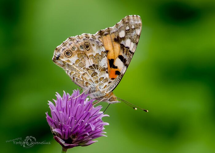 Painted Lady Ii Greeting Card featuring the photograph Painted Lady II by Torbjorn Swenelius