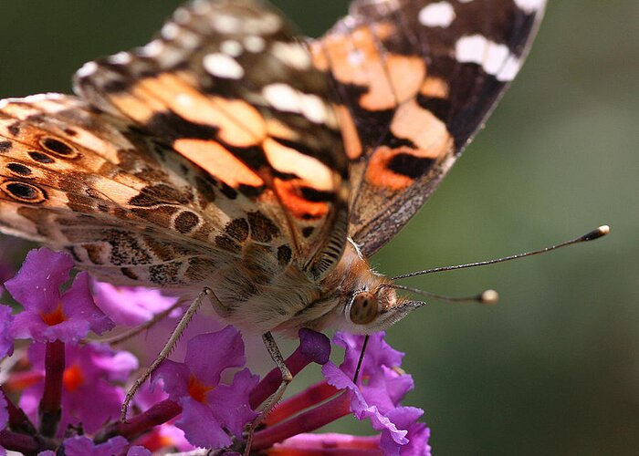 Nature Greeting Card featuring the photograph Painted Lady on Butterfly Bush by William Selander
