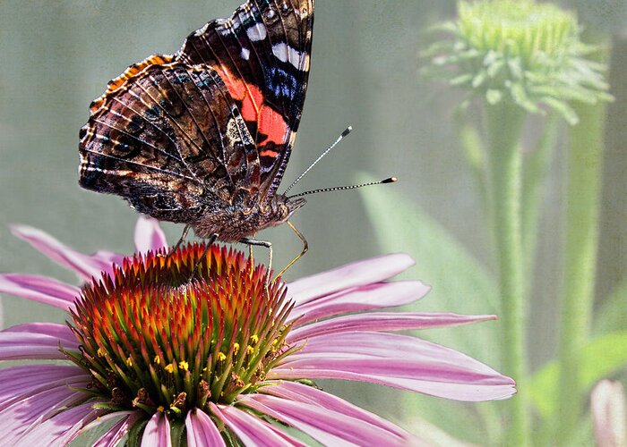 Painted Lady Greeting Card featuring the photograph Painted Lady on Coneflower by Barbara McMahon
