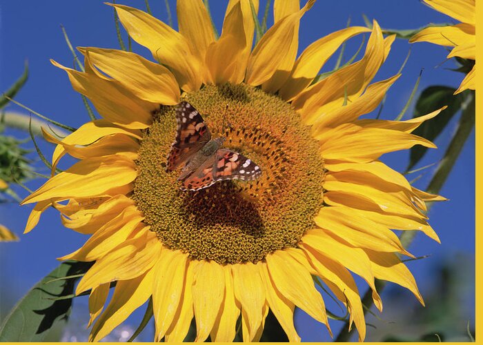 Feb0514 Greeting Card featuring the photograph Painted Lady On Sunflower New Mexico by Tim Fitzharris