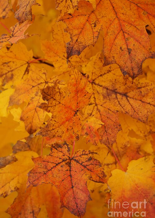 Autumn Greeting Card featuring the photograph Painted Leaves of Autumn by Linda Shafer