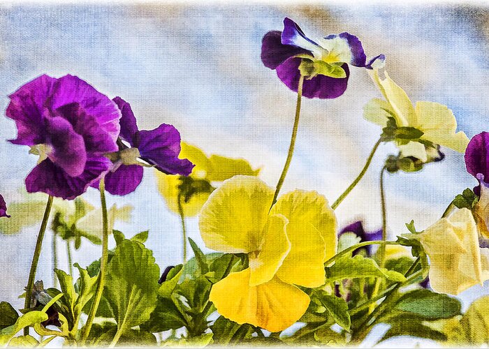 Pansies Greeting Card featuring the photograph Painted Pansies by Cathy Kovarik