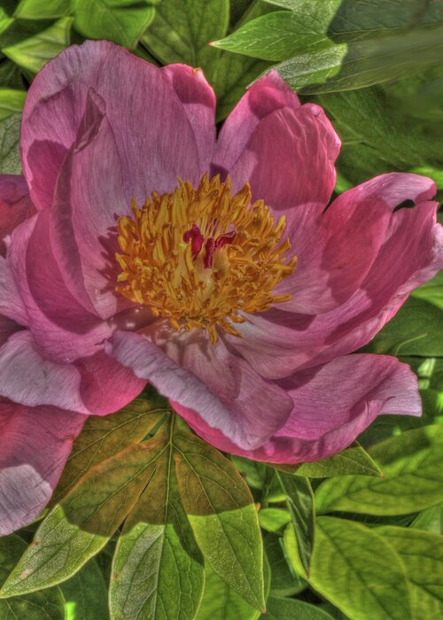 Spring Greeting Card featuring the photograph Painterly Peony by Harold Rau