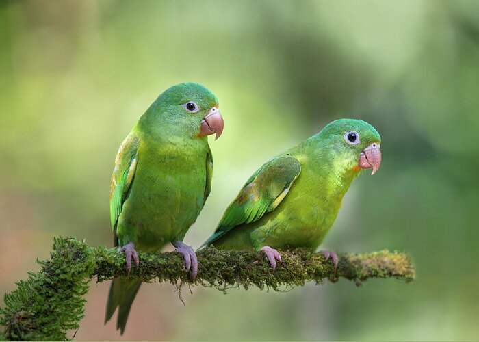 Parakeet Greeting Card featuring the photograph Pair O' Parakeets by Greg Barsh
