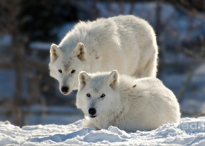 Arctic Greeting Card featuring the photograph Pair of arctic wolves by Les Palenik