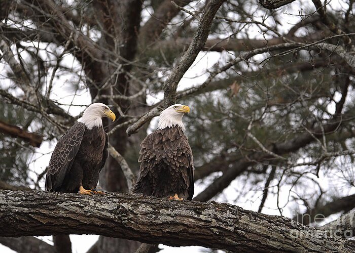 Adult Bald Eagles Greeting Card featuring the photograph Pair of Bald Eagles by Jai Johnson
