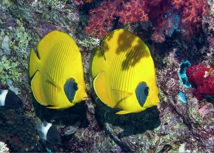 Red Sea Greeting Card featuring the photograph Pair Of Butterflyfish by Georgette Douwma