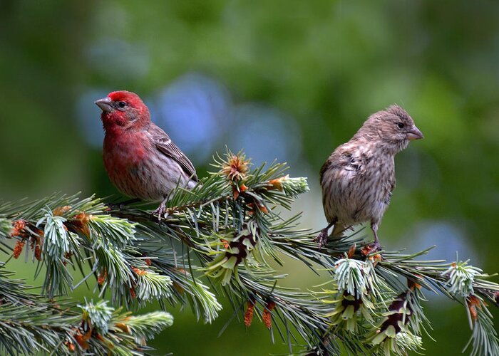 Finch Greeting Card featuring the photograph Pair of Purple Finches by Rodney Campbell