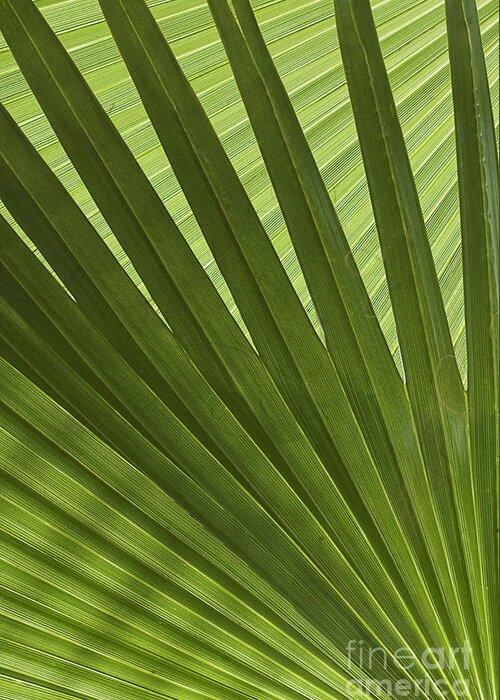 Palm Greeting Card featuring the photograph Palm Abstract by Patty Colabuono