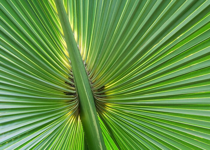 Palms Greeting Card featuring the photograph Palm Love by Roselynne Broussard