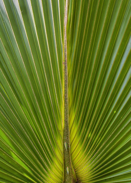 Palm Greeting Card featuring the photograph Palm Reader by Sean Allen