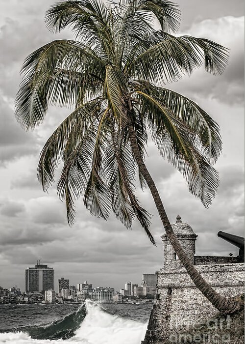 Havana Bay Greeting Card featuring the photograph Palm tree in Havana bay by Jose Rey
