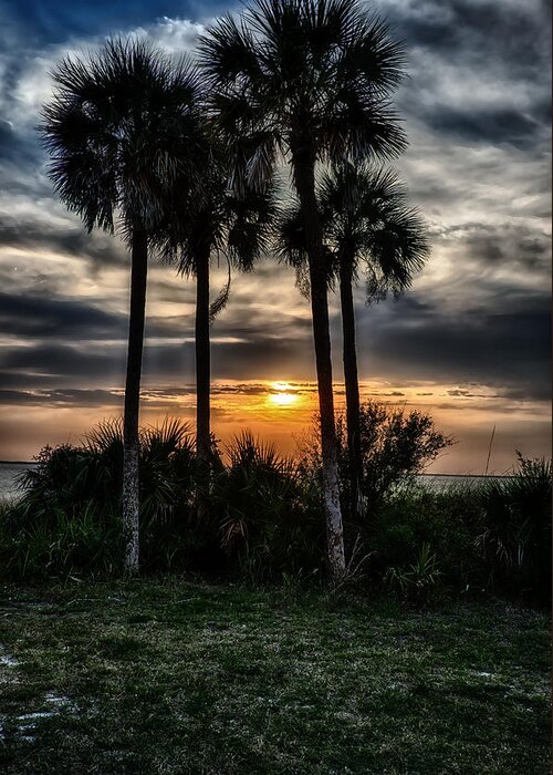 Palm Trees Greeting Card featuring the photograph Palms at Sunet by Michael White