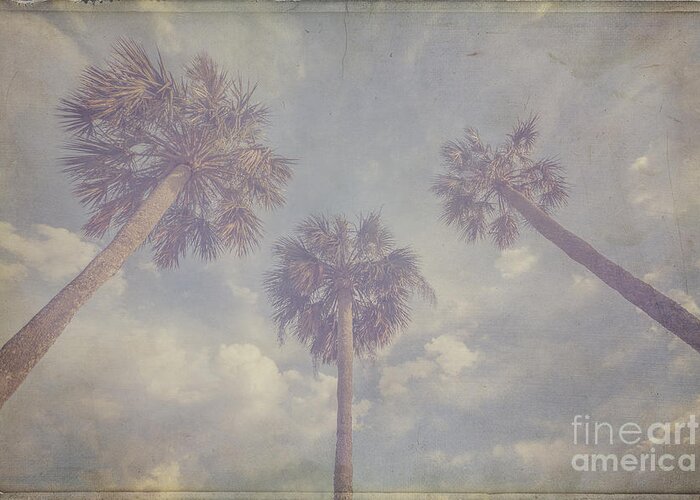 Nostalgia Greeting Card featuring the photograph Palms by Tim Wemple