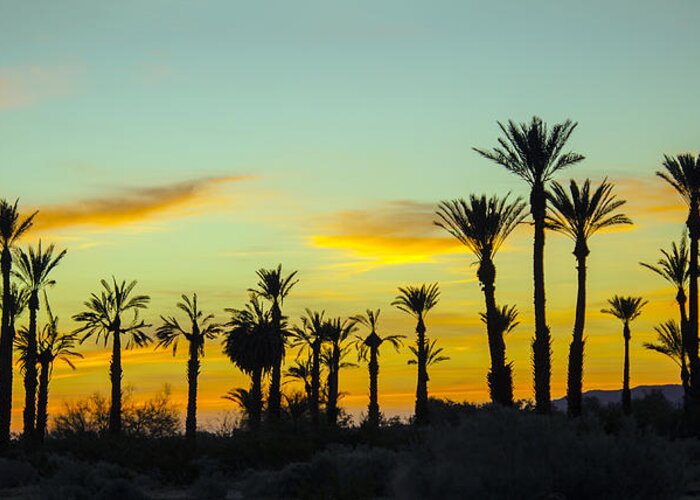 Palms Greeting Card featuring the photograph Palm Trees At Dawn by William Bitman