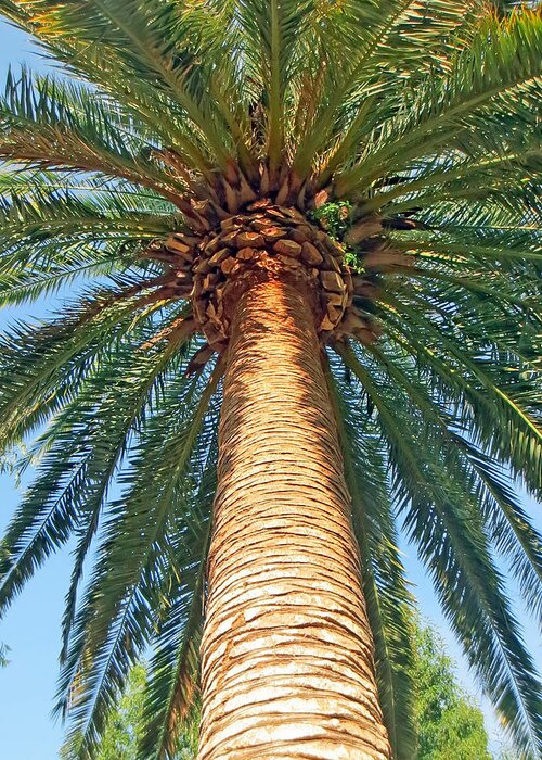 Palm Tree Greeting Card featuring the photograph Palms Up by Lisa Jones