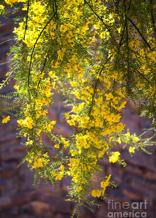 Palo Verde Tree Greeting Card featuring the photograph Palo Verde Blossoms by Deb Halloran