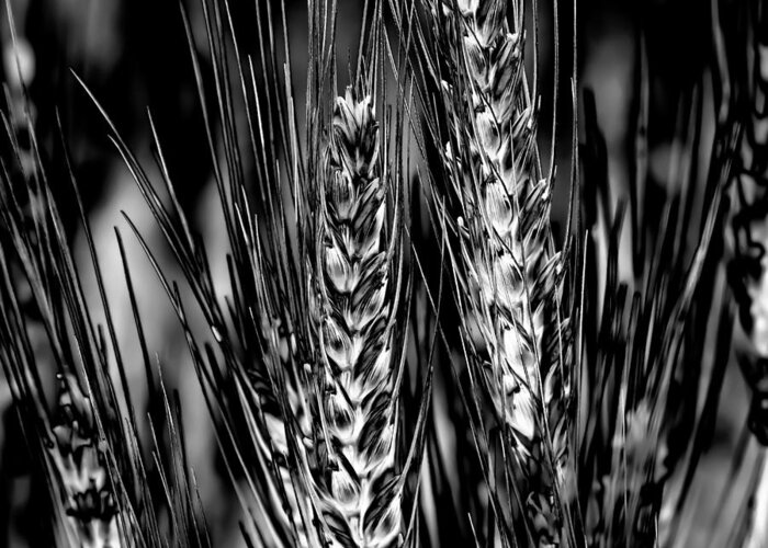 Wheat Greeting Card featuring the photograph Palouse Wheat by David Patterson