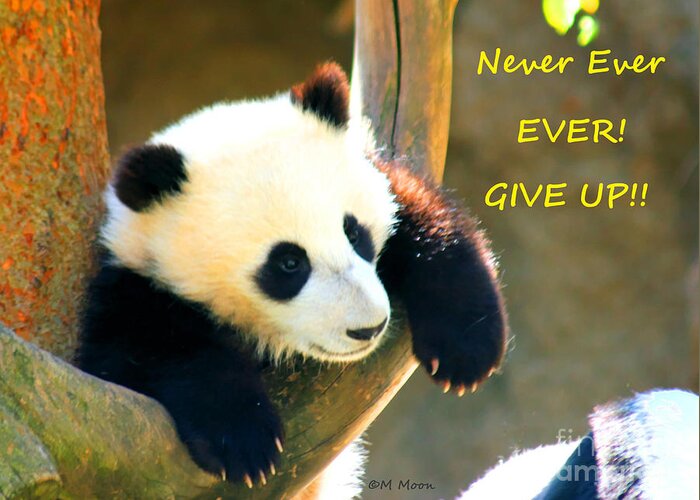 Never Ever Ever Give Up Greeting Card featuring the photograph Panda Baby Bear Never Ever Ever Give Up by Tap On Photo