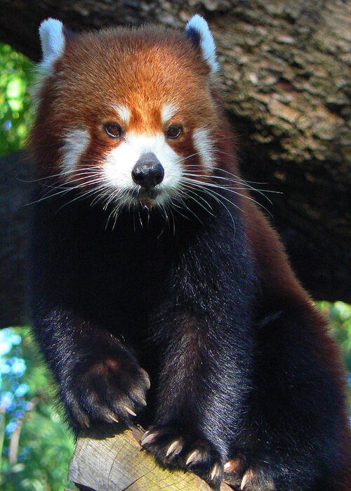 Red Panda Greeting Card featuring the photograph Panda Paws by Margaret Saheed
