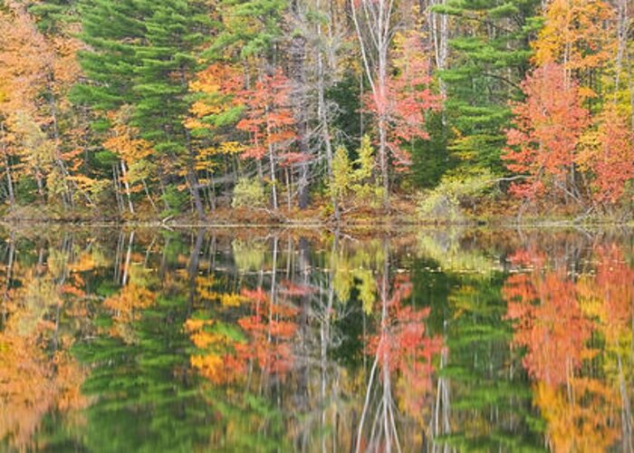 Readfeild Greeting Card featuring the photograph Panorama of Fall Color on Torsey Pond Readfield Maine by Keith Webber Jr