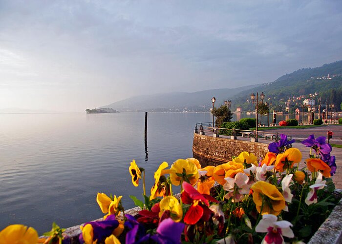 Italy Greeting Card featuring the photograph Pansies on Lake Maggiore by Peter Tellone