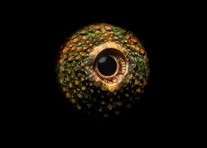 Orange Color Greeting Card featuring the photograph Panther Chameleons Eye, Close-up by Jonathan Knowles