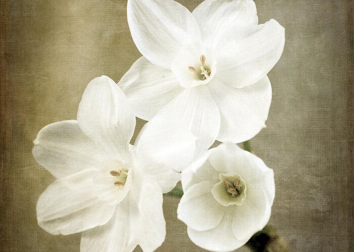 Paper White Greeting Card featuring the photograph Paper Whites by Tamara Becker