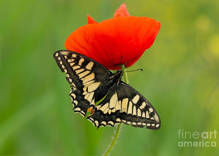 Macro Greeting Card featuring the photograph Papilio machaon butterfly sitting on a red poppy by Jaroslaw Blaminsky