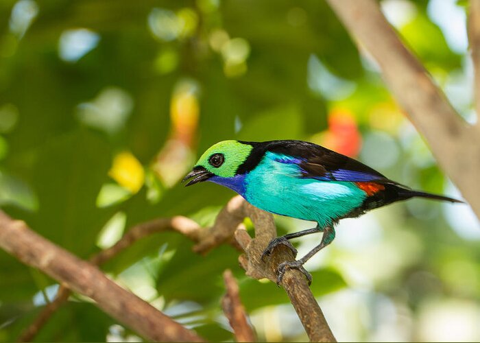 Bird Greeting Card featuring the photograph Paradise Tanager by Doug McPherson