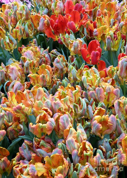 Flowers Greeting Card featuring the photograph Parrot Tulips by Tatyana Searcy