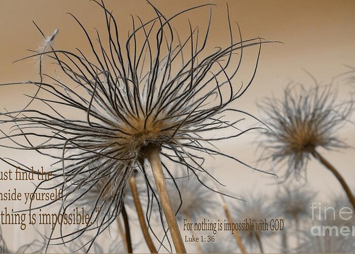 Floral Greeting Card featuring the photograph Pasque Seed Head w Scripture by Beverly Guilliams