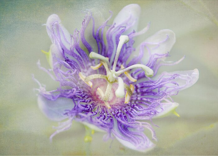 Passion Flower Greeting Card featuring the photograph Passion Flower by Judy Hall-Folde