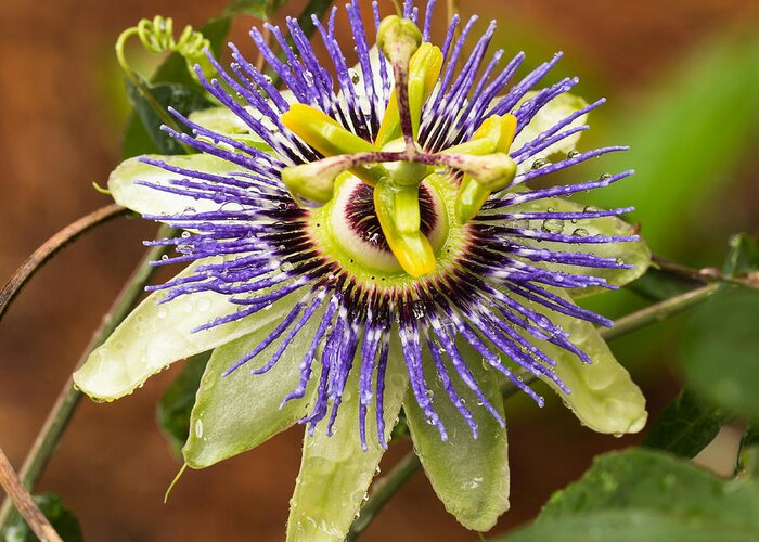 Passion Flower Greeting Card featuring the photograph Passion Flower by Patricia Schaefer