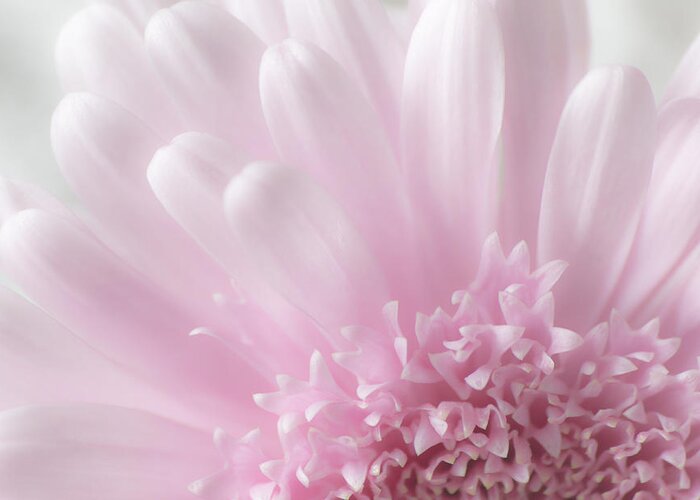 Floral Greeting Card featuring the photograph Pastel Daisy by Dale Kincaid